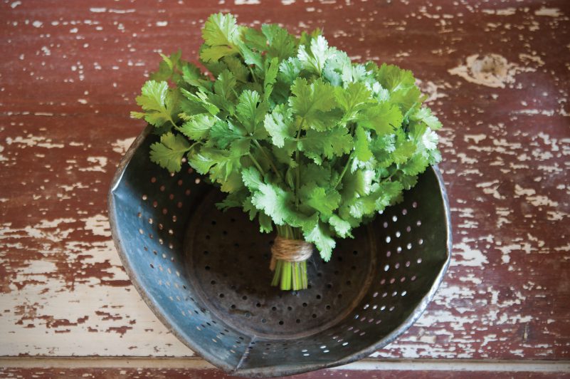 How To Grow Cilantro Sweet Valley By Jolly Farmer