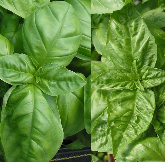 What Is The Difference Between Nufar Genovese Basil Sweet