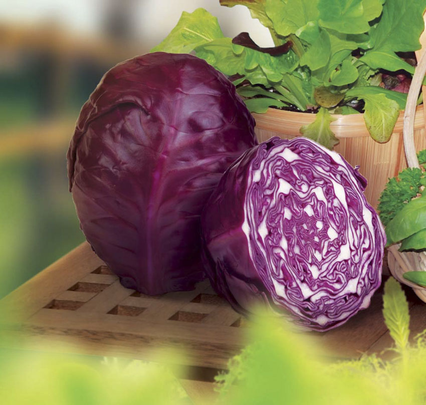 3 leaves of red cabbage the bards tale 4