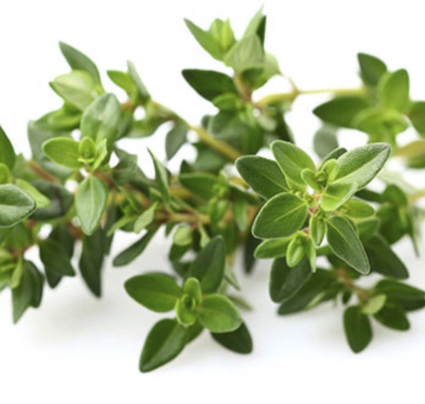 english thyme herb
