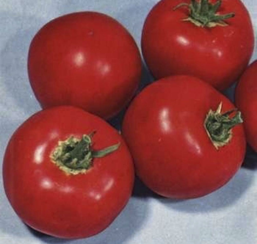 Tomato Scotia | Sweet Valley by Jolly Farmer